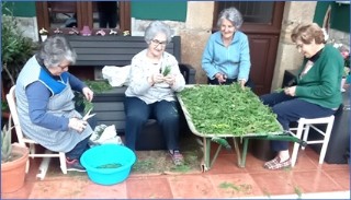 Aide, Carolina, Carmen y Maye cortando flores para las alfombras florales