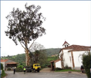 Tala del eucalipto de la iglesia de Santa Eulalia, en 2016 (ltima vez que se hizo, por motivos tcnicos, despus de muchos aos). | EL ECO, Archivo